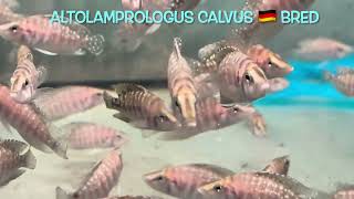 Altolamprologus calvus 🇩🇪 bred [upl. by Hayifas]