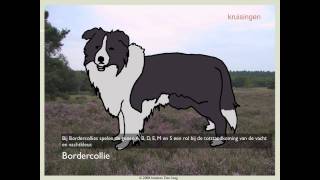 Biodoen  kruisingen bij Border collies 1 van 5 [upl. by Annek601]