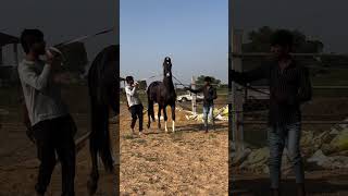 Stallion Raj dill sire by shivraj sekhra [upl. by Werra]