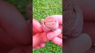 Lithops growing Tips ❤️💚❤️ lithops [upl. by O'Connell]