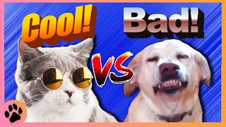 Whats Coming in 2024 Cool Cat Bad Dog Returns  Underdogs Podcast 96 [upl. by Bearce929]