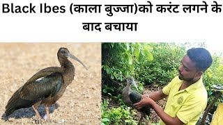 करंट लगने के बाद बचाया काला बुज्जा को। पीलीभीत टाइगर रिजर्व। Pilibhit videos  Pilibhit Beach [upl. by Alyce]