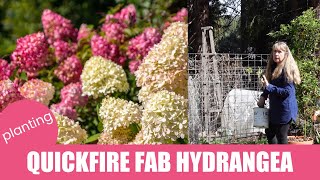 Planting Proven Winners Quickfire Fab Hydrangea [upl. by Oyam741]