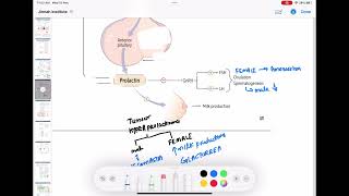 prolactin hormone part1 endocrinology 9  First Aid USMLE Step 1 in UrduHindi [upl. by Suki271]