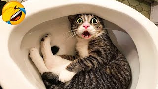 CATS you will remember and LAUGH all day 😂Funny Cats Videos 2023 [upl. by Siger971]