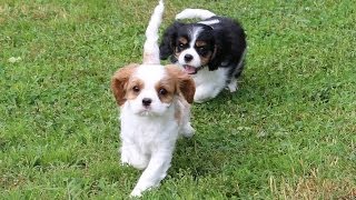 Cavalier King Charles Spaniel Puppies at play outside [upl. by Etty]