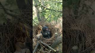 Wild babbler bird babies P 15 [upl. by Benia]