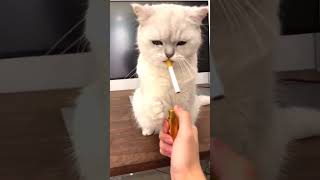 cancan🥰🥰 music trending cat comedyfunnyshorts🐈😸🥰🥰 [upl. by Belmonte703]