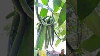 Organic Vanilla Beans Vanilla planifolia agriculture plants vanilla beans shorts spices [upl. by Atoked]