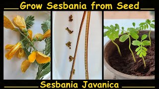 Grow Sesbania Javanica from Seed  Quick and Easy Method [upl. by Bez688]