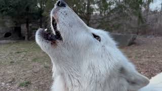 Beautiful Wolf Howls During a Winter Sunset [upl. by Suivatna]