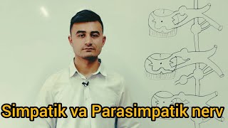 Simpatik va Parasimpatik Nerv sistemasi Usanov19 [upl. by Mandych]