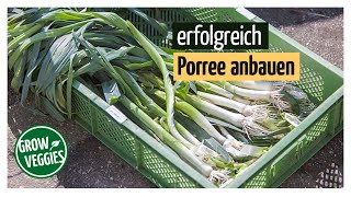 Porree  Lauch erfolgreich anbauen  Gemüseanbau im Garten  Sommerporree anbauen [upl. by Salakcin442]