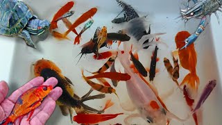 catch colorful fish koi fish ornamental fish and millions of other animals [upl. by Hughie746]