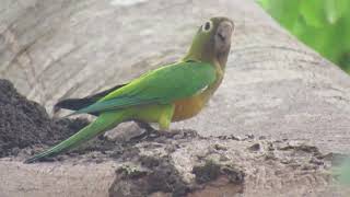 PeriquitodaCaatinga Eupsittula cactorum aves avesdobrasil birds birdsphotography [upl. by Cutcliffe858]