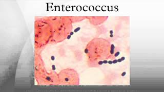 Enterococcus [upl. by Veda]