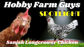 HFG Farm Animal Spotlight Sanjak Longcrower Chicken [upl. by Rani312]