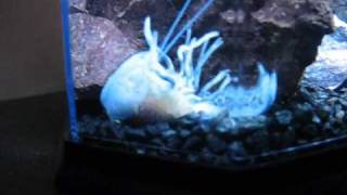 Blue Crayfish Moulting [upl. by Einberger]