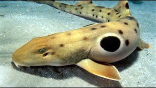 Facts The Epaulette Shark [upl. by Ahsya526]