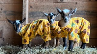 Goat pajama party because life is hard [upl. by Frazer860]