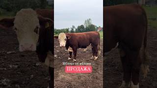 Продаю клона Эхнатона Бык 14 мес герефорд порода продажа покупки племяферма farming класс [upl. by Sorrows]