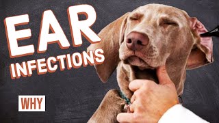 Ear Infections in Dogs [upl. by Ratcliffe301]