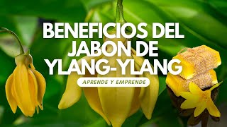 Emprende con Jabones Artesanales  Beneficios del Jabon de Ylang  Ylang [upl. by Rellek]