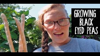 Growing Black Eyed Peas  From Seed to Harvest  Grow Your Own Food [upl. by Lia]