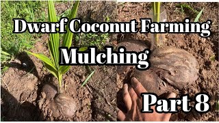 Dwarf Coconut Farming Part 8 Mulching [upl. by Ollopa]