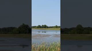 Serenity at Sand Dunes State Forest goose birdwatching natureshorts naturevideos naturelovers [upl. by Ediva165]