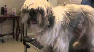 How to Groom a Matted Shih Tzu [upl. by Daron244]