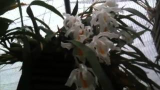 OrchidWeb  Coelogyne cristata [upl. by Ecam79]