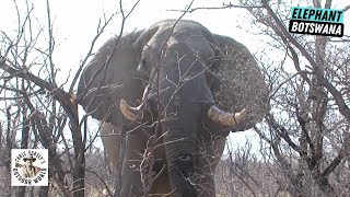 Exciting Finish to Botswana Hunt for a Giant Elephant [upl. by Jorgensen]