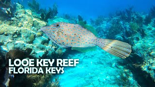 Best Snorkeling Trip in Florida Keys  Looe Key Reef is thriving  Reef Shark tropical fish [upl. by Atig]