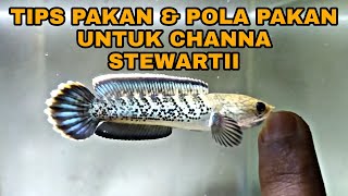 Pakan dan Pola Pakan Untuk Channa Stewarti [upl. by Ikkir]