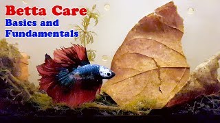 How to Properly Take Care of your Betta Fighting Fish [upl. by Maximo495]