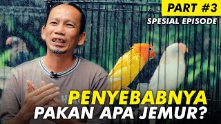 Sekolah Burung 12 Penyebab Rusaknya Lovebird Dari Pakan Apa Jemur  Part 3 [upl. by Sirehc902]