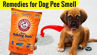 How to Get Dog Pee Smell Out of Carpet  Carpet Cleaner [upl. by Regdirb]