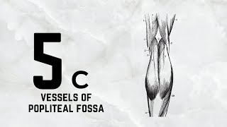 Anatomy LL Vessels of Popliteal fossa 5c [upl. by Allegra]