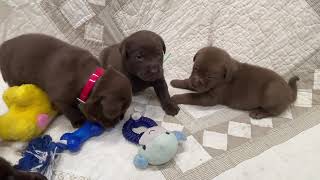 English Chocolate Labrador Retrievers in Michigan [upl. by Doomham]