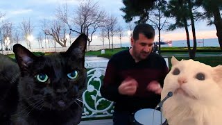 Ievan Polkka Official Video HD  Cat Cover  CATe [upl. by Bobbette]