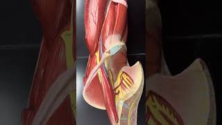 Nerves of the lower limb Biology 2401 [upl. by Giuseppe633]