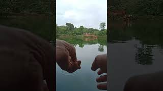 Tilapia Hook Fishing।।Amazing Fishingfishingtilapia [upl. by Kcir]