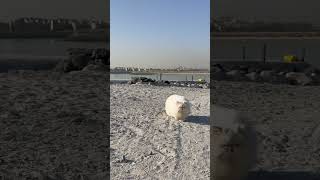 Princess Minki enjoying the beach vibes 🏝️😍 beachcat gato persiancat [upl. by Gunnar]