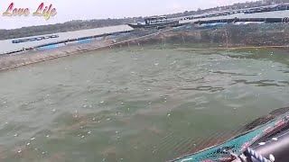 Fish food for commercial Fish Farming full visit to the Floating Ponds in Entebbe Uganda [upl. by Neirol703]