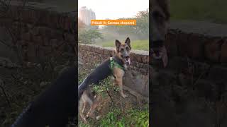 Pitbull Dog vs German Shepherd germanshepherd shorts pitbulldog [upl. by Yrag]