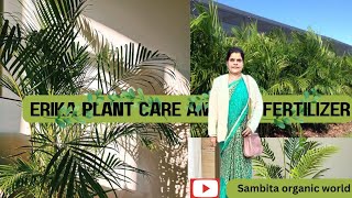 Areca palm plant care and fertilizing [upl. by Cohbath292]