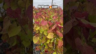 Cercis canadensis Flame Thrower® Redbud Tree Coming back soon to MrMaplecom mrmaple redbudtree [upl. by Viradis804]