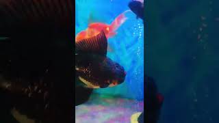 Black Oranda Goldfish goldfishtank goldfishtankmates blackorandagoldfish ranchugoldfish [upl. by Enytnoel]