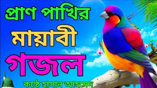 👉প্রাণ পাখির খবই দুঃখের😥সেরা গজল বাংলা দুঃখের সেরা গজলHassan Ahmed bangla islamic gojol 2024 quotquotquotquotquot [upl. by Struve]